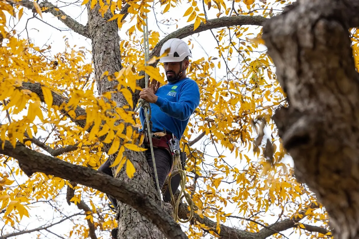 Skilled Tree Planting crew working in Woodland